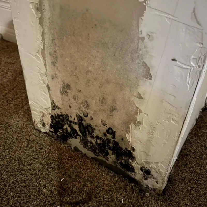 Professional Mold Removal in Lewiston, UT